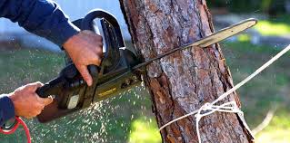 Roosevelt Gardens, FL  Tree Services Company