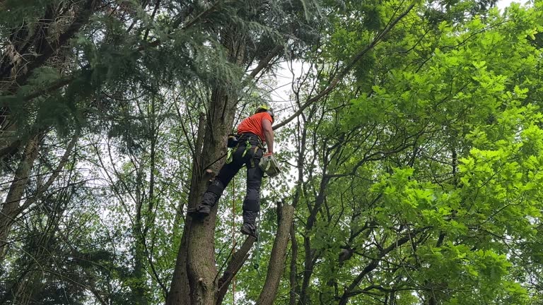 How Our Tree Care Process Works  in  Roosevelt Gardens, FL